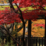 本土寺のもみじ４