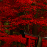 本土寺のもみじ５