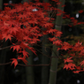 本土寺のもみじ８