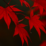 本土寺のもみじ１０
