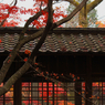 本土寺のもみじ６