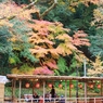 紅葉狩り