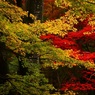 錦秋の平林寺３