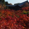 京都の紅葉2012　5