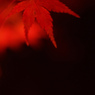 京都の紅葉2012　12