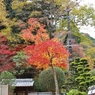 紅葉狩り