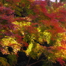 2012年紅葉情景（錦秋：浄妙寺）
