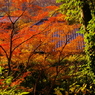 2012年紅葉情景（彩り：浄妙寺）