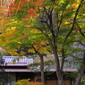 2012年紅葉情景（盛り待つ秋：瑞泉寺）