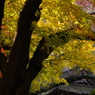 2012年紅葉情景（ほんのりと：報国寺）