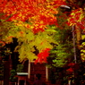 2012年紅葉情景（染まる参道：箱根板橋秋葉山神社)