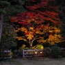 2012年紅葉情景（雅なり：大磯城山公園）