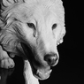 夜の獣