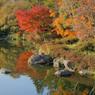 斜陽に染まる紅葉(S100)