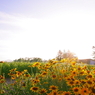 _MG_2138a