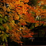 2012年紅葉情景（染まりて：鶴岡八幡宮）