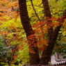 2012年紅葉情景（老欅荘着飾るⅡ）