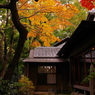 2012年紅葉情景（老欅荘着飾るⅢ）