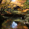 紅葉の六義園にて①