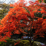 紅葉の六義園にて⑤