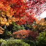 紅葉の六義園にて⑥