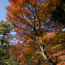 紅葉の六義園にて⑩