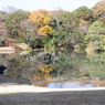 紅葉の六義園にて⑫