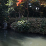 紅葉の六義園にて⑬