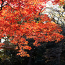 紅葉の六義園にて⑯