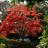 紅葉の六義園にて⑰