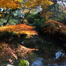 紅葉の六義園にて⑱