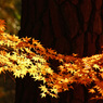 紅葉渡り