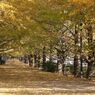 昭和記念公園