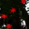 散り行く紅葉。