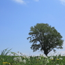 6月の青空～美瑛回顧録2012
