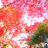 秋色トンネル