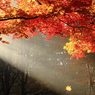 10月の遅れた紅葉～美瑛回顧録2012