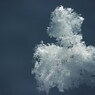 雪の華***