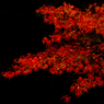 漆黒に紅