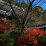 ツツジの紅葉