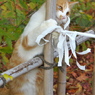 神社猫58