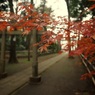喜多見の紅葉