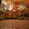 裏紅葉