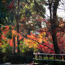京都北野天満宮-7