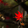 京都竜安寺-4