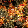 紅葉プリズン