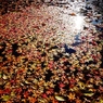 紅葉　その2