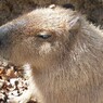 カピバラ
