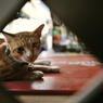 thai cat