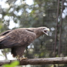上野動物園　猛禽類
